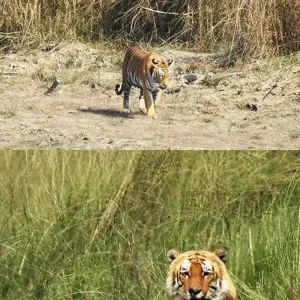 Explore Bardia Tower Night Stay Package for 3 days with Getaway Nepal Adventure Pvt. Ltd and discover unforgettable experiences - Photo 5