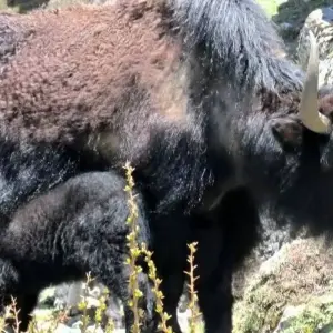 Explore Langtang Helambu Trek for 9 days with Getaway Nepal Adventure Pvt. Ltd and discover unforgettable experiences - Photo 2