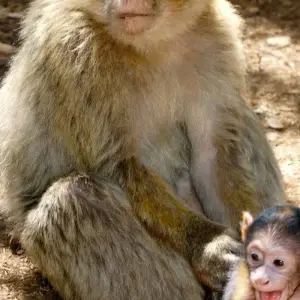 Explore 3 Days Morocco Desert Itinerary from Marrakech to Fes by Erg Chebbi Dunes for 3 days with Get Marrakech and discover unforgettable experiences - Photo 11