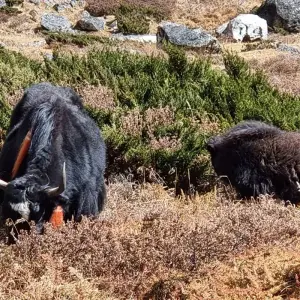 Explore Unexplored Kanchenjunga Trek for 20 days with Getaway Nepal Adventure Pvt. Ltd and discover unforgettable experiences - Photo 4