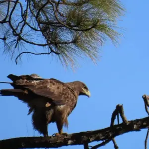 Explore Nepal Tour with Cultural Tour, Hill Station, Jungle Safari and Pokhara Tour for 9 days with Getaway Nepal Adventure Pvt. Ltd and discover unforgettable experiences - Photo 7