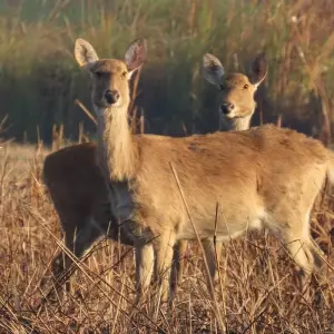 Explore Nepal Tour with Cultural Tour, Hill Station, Jungle Safari and Pokhara Tour for 9 days with Getaway Nepal Adventure Pvt. Ltd and discover unforgettable experiences - Photo 8