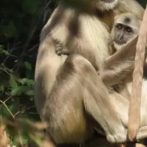 Explore Nepal Tour with Cultural Tour, Hill Station, Jungle Safari and Pokhara Tour for 9 days with Getaway Nepal Adventure Pvt. Ltd and discover unforgettable experiences - Photo 9