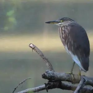 Explore Nepal Tour with Cultural Tour, Hill Station, Jungle Safari and Pokhara Tour for 9 days with Getaway Nepal Adventure Pvt. Ltd and discover unforgettable experiences - Photo 10