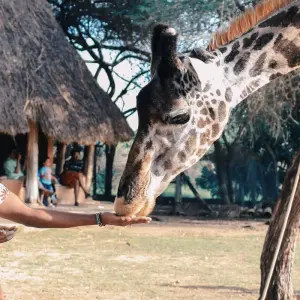 Explore The Kenyan Safari - Small Group for 10 days with Global Conquest and discover unforgettable experiences - Photo 4