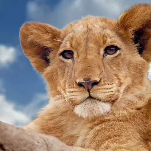 Explore The Kenyan Safari - Small Group for 10 days with Global Conquest and discover unforgettable experiences - Photo 11