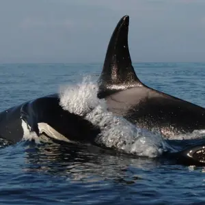 Explore 3 Days Vancouver-Victoria, Duncan, Chemainus, Nanaimo Private Tour for 3 days with Globalduniya and discover unforgettable experiences - Photo 9