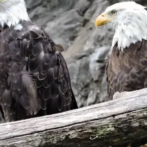 Explore Vancouver Wildlife 3 day Tour Private for 3 days with Globalduniya and discover unforgettable experiences - Photo 10