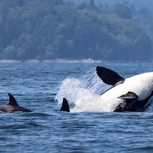 Explore 3 Days Vancouver-Victoria, Duncan, Chemainus, Nanaimo Private Tour for 3 days with Globalduniya and discover unforgettable experiences - Photo 10