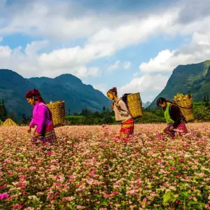 Explore Viet Nam North Adventure 5 Day 4 Night Exploring Hanoi - Ha Giang Loops for 5 days with Go Asia Travel and discover unforgettable experiences - Photo 5