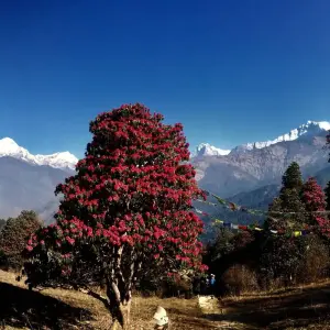 Explore Ghorepani Poon Hill Trek - 8 Days for 8 days with Glorious Himalaya Trekking Pvt. Ltd. and discover unforgettable experiences - Photo 4