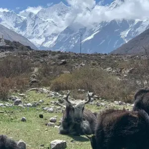 Explore Langtang Valley Trek - 8 Days for 8 days with Glorious Himalaya Trekking Pvt. Ltd. and discover unforgettable experiences - Photo 7