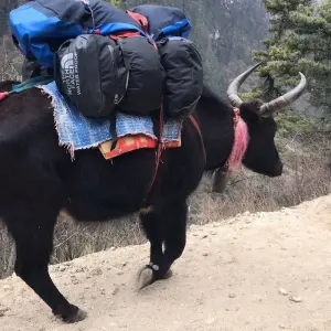 Explore Everest Gokyo Lake Trek - 14 Days for 14 days with Glorious Himalaya Trekking Pvt. Ltd. and discover unforgettable experiences - Photo 7