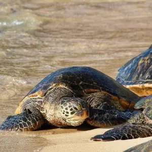 Explore Grand Hawaii Vacation for 13 days with Globus and discover unforgettable experiences - Photo 7