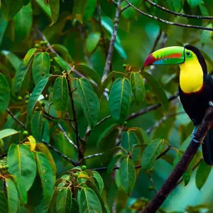 Explore Costa Rica's Pura Vida Escape with Tortuguero for 10 days with Globus and discover unforgettable experiences - Photo 5