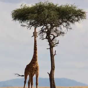 Explore Tanzania: The Serengeti & Beyond for 9 days with Globus and discover unforgettable experiences - Photo 2