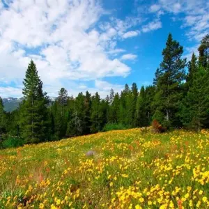 Explore Exploring America's Great Parks for 15 days with Globus and discover unforgettable experiences - Photo 9
