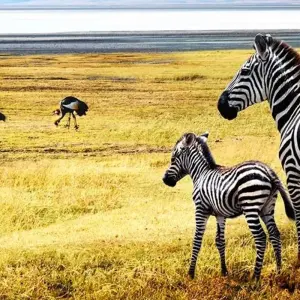 Explore Tanzania: The Serengeti & Beyond for 9 days with Globus and discover unforgettable experiences - Photo 6