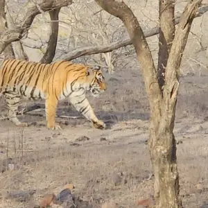 Explore 6 Nights Golden Triangle with Tiger (Delhi > Agra > Ranthambore > Jaipur) for 7 days with Go My Journey and discover unforgettable experiences - Photo 6