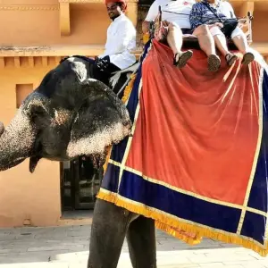 Explore 5 Nights Golden Triangle with Tiger / Ranthambore ( Delhi > Agra > Ranthambore > Jaipur ) for 6 days with Go My Journey and discover unforgettable experiences - Photo 6