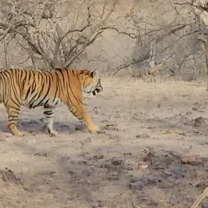 Explore 6 Nights Golden Triangle with Tiger (Delhi > Agra > Ranthambore > Jaipur) for 7 days with Go My Journey and discover unforgettable experiences - Photo 7