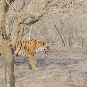 Explore 5 Nights Golden Triangle with Tiger / Ranthambore ( Delhi > Agra > Ranthambore > Jaipur ) for 6 days with Go My Journey and discover unforgettable experiences - Photo 8