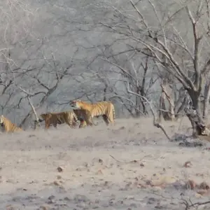 Explore 5 Nights Golden Triangle with Tiger / Ranthambore ( Delhi > Agra > Ranthambore > Jaipur ) for 6 days with Go My Journey and discover unforgettable experiences - Photo 11