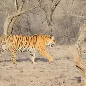 Explore Golden Triangle with Tiger / 7 Nights / 4 Star Hotel with Breakfast / Private Transfer for 8 days with Go My Journey and discover unforgettable experiences - Photo 11