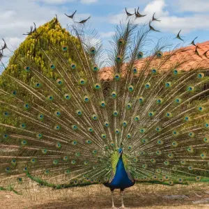 Explore Private One Day Tour of Ohrid from Tirana for 1 days with Go as Local  and discover unforgettable experiences - Photo 3