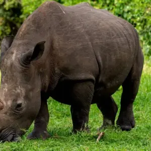 Explore 13 Days The Hidden Secrets Of Uganda And Rwanda for 13 days with GoExplore Safaris and discover unforgettable experiences - Photo 2