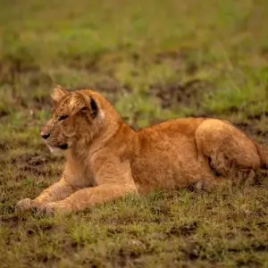 Explore 13 Days The Hidden Secrets Of Uganda And Rwanda for 13 days with GoExplore Safaris and discover unforgettable experiences - Photo 3