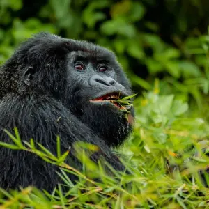 Explore 02 Days Gorilla Trek Rwanda for 2 days with GoExplore Safaris and discover unforgettable experiences - Photo 4