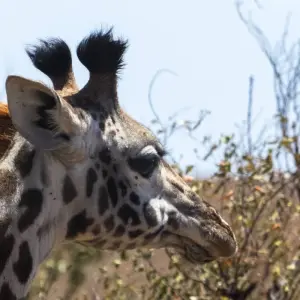 Explore 11 Days Gorillas & The Great Migration and Big Five for 11 days with GoExplore Safaris and discover unforgettable experiences - Photo 3