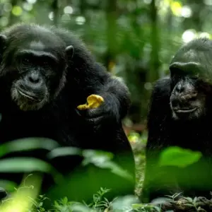 Explore 13 Days The Hidden Secrets Of Uganda And Rwanda for 13 days with GoExplore Safaris and discover unforgettable experiences - Photo 5