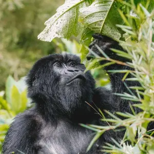 Explore 02 Days Gorilla Trek Rwanda for 2 days with GoExplore Safaris and discover unforgettable experiences - Photo 6