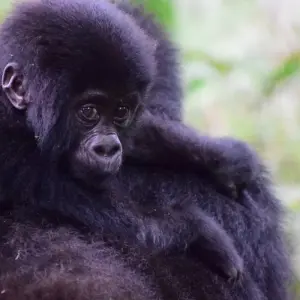 Explore 11 Days Gorillas & The Great Migration and Big Five for 11 days with GoExplore Safaris and discover unforgettable experiences - Photo 10