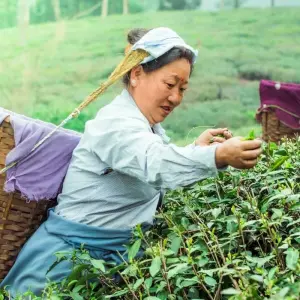 Explore Darjeeling Gangtok Tour Package for 6 days with GoBook India Tours and discover unforgettable experiences - Photo 6