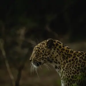 Explore Gir National Park Tour with Mumbai for 5 days with GoBook India Tours and discover unforgettable experiences - Photo 5