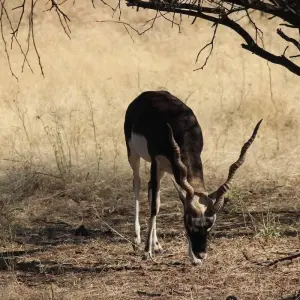 Explore Gir National Park Tour with Mumbai for 5 days with GoBook India Tours and discover unforgettable experiences - Photo 6