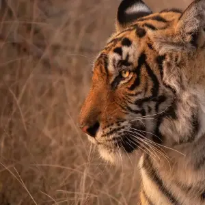 Explore Jaipur and Ranthambore Tour Package for 4 days with GoBook India Tours and discover unforgettable experiences - Photo 6