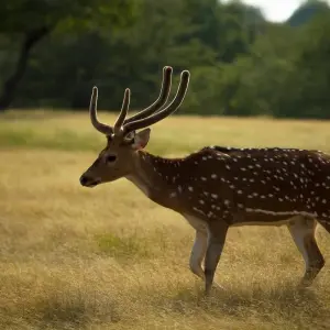 Explore Rajasthan Wildlife Safari Tour for 10 days with GoBook India Tours and discover unforgettable experiences - Photo 6