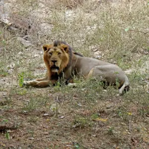 Explore Gir National Park Tour with Mumbai for 5 days with GoBook India Tours and discover unforgettable experiences - Photo 7