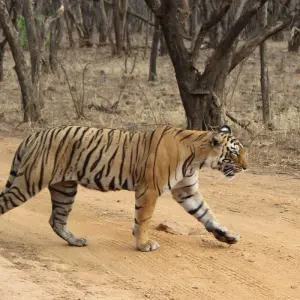 Explore Golden Triangle with Ranthambore and Jim Corbett National Park for 12 days with GoBook India Tours and discover unforgettable experiences - Photo 7
