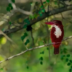 Explore Rajasthan Wildlife Safari Tour for 10 days with GoBook India Tours and discover unforgettable experiences - Photo 7