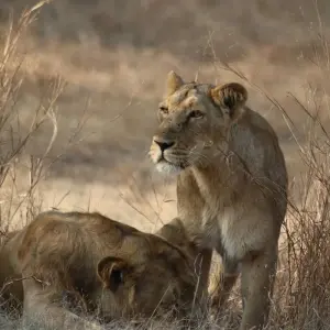 Explore Gir National Park Tour with Mumbai for 5 days with GoBook India Tours and discover unforgettable experiences - Photo 8