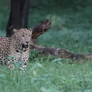 Explore Rajasthan Wildlife Safari Tour for 10 days with GoBook India Tours and discover unforgettable experiences - Photo 8