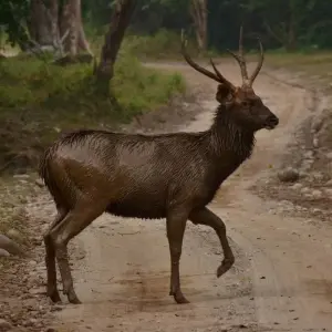 Explore Golden Triangle with Ranthambore and Jim Corbett National Park for 12 days with GoBook India Tours and discover unforgettable experiences - Photo 8