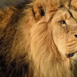 Explore Gir National Park Tour with Mumbai for 5 days with GoBook India Tours and discover unforgettable experiences - Photo 9