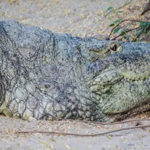 Explore Golden Triangle with Ranthambore and Jim Corbett National Park for 12 days with GoBook India Tours and discover unforgettable experiences - Photo 9