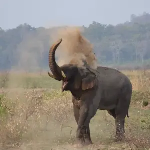 Explore Golden Triangle with Ranthambore and Jim Corbett National Park for 12 days with GoBook India Tours and discover unforgettable experiences - Photo 10